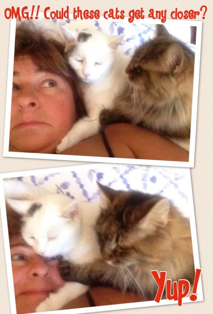 Omg! Could These Cats Get Any Closer?