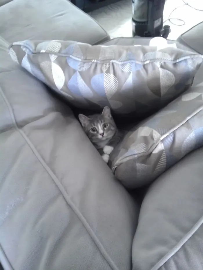150 Cats Who Immediately Regretted Their Poor Life Choices