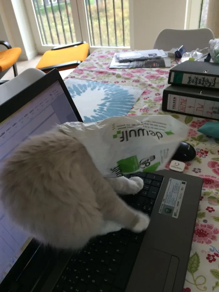 150 Cats Who Immediately Regretted Their Poor Life Choices