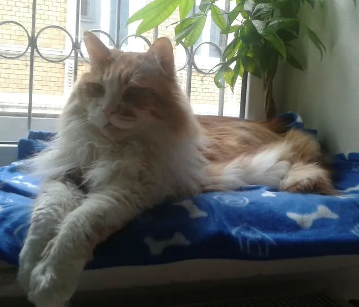 Large Maine Coon cat with long fur resting on a blue blanket near a window and green plant indoors