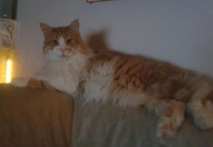 Maine Coon cat with fluffy fur lounging on a couch in a dimly lit room, showcasing its large size and soft character.