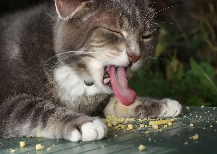 150 Cats Who Immediately Regretted Their Poor Life Choices