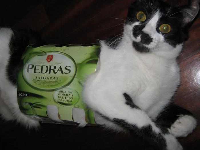 150 Cats Who Immediately Regretted Their Poor Life Choices
