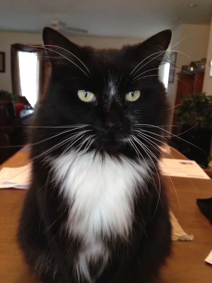 Black and white Maine Coon cat with fluffy fur and long whiskers sitting on a table indoors, showing soft character features.
