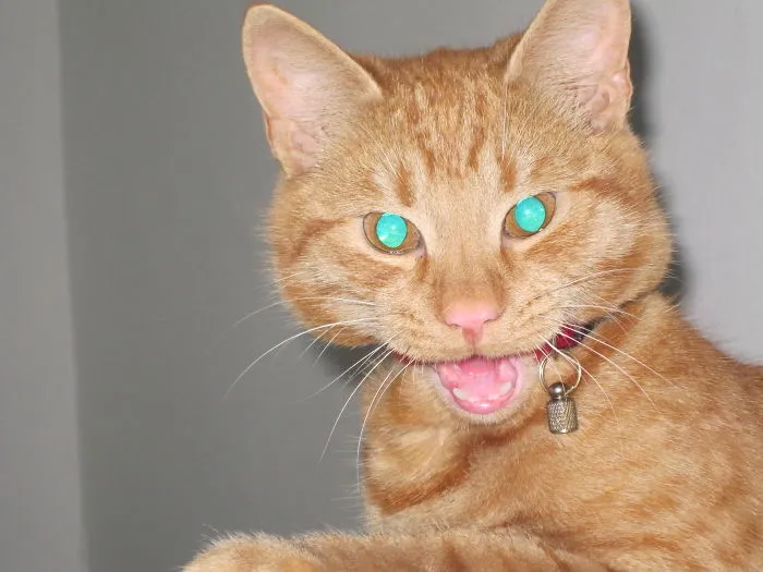 150 Cats Who Immediately Regretted Their Poor Life Choices