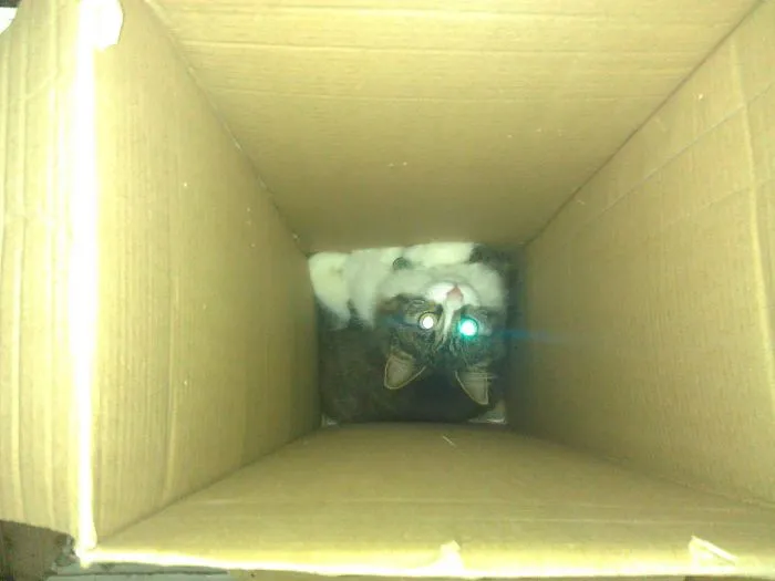 150 Cats Who Immediately Regretted Their Poor Life Choices