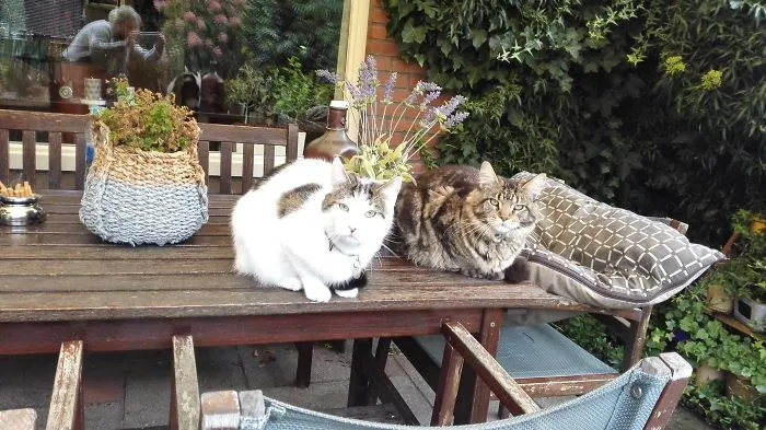 Two cats resting on a wooden table outdoors, featuring a Maine Coon cat known for its giant size and soft character.