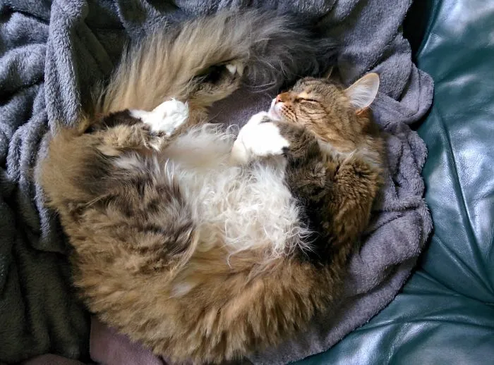 Maine Coon cat curled up sleeping on a soft gray blanket and dark green couch, showing fluffy fur and relaxed posture