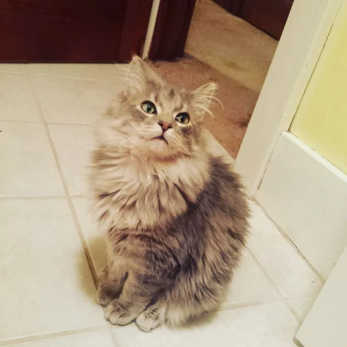 Fluffy Maine Coon cat sitting on tile floor looking up with soft fur and large expressive eyes indoors.