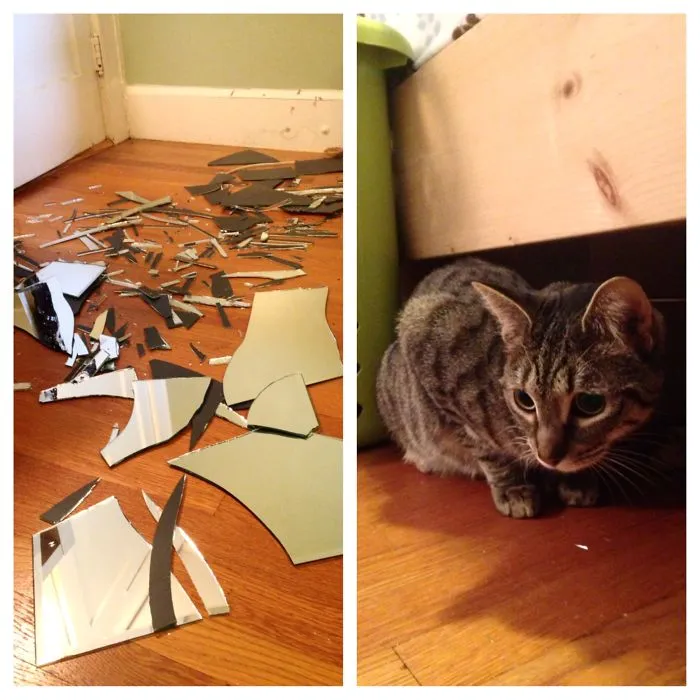 150 Cats Who Immediately Regretted Their Poor Life Choices