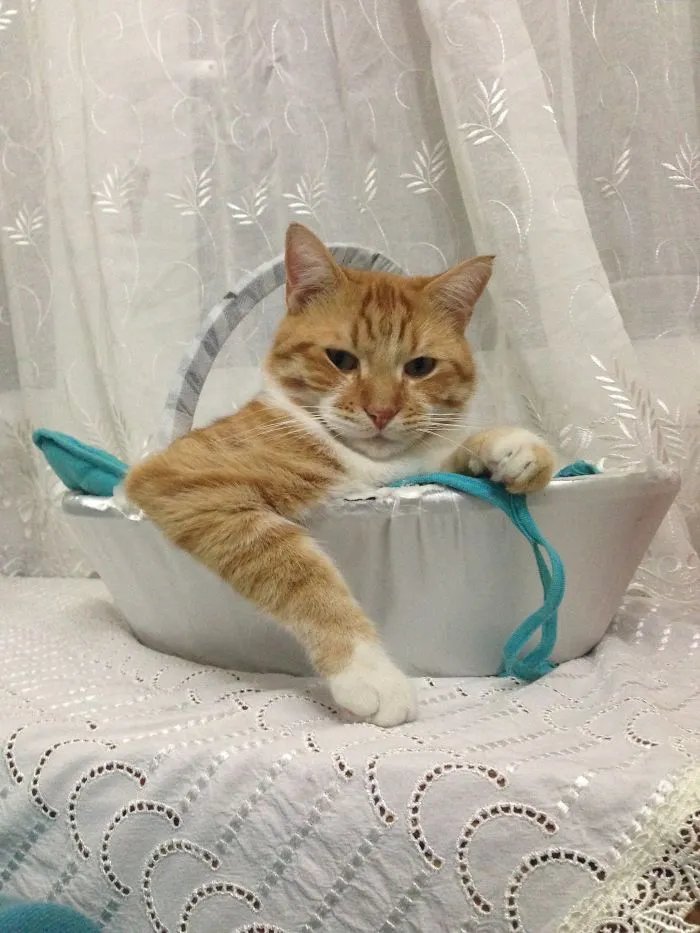 150 Cats Who Immediately Regretted Their Poor Life Choices