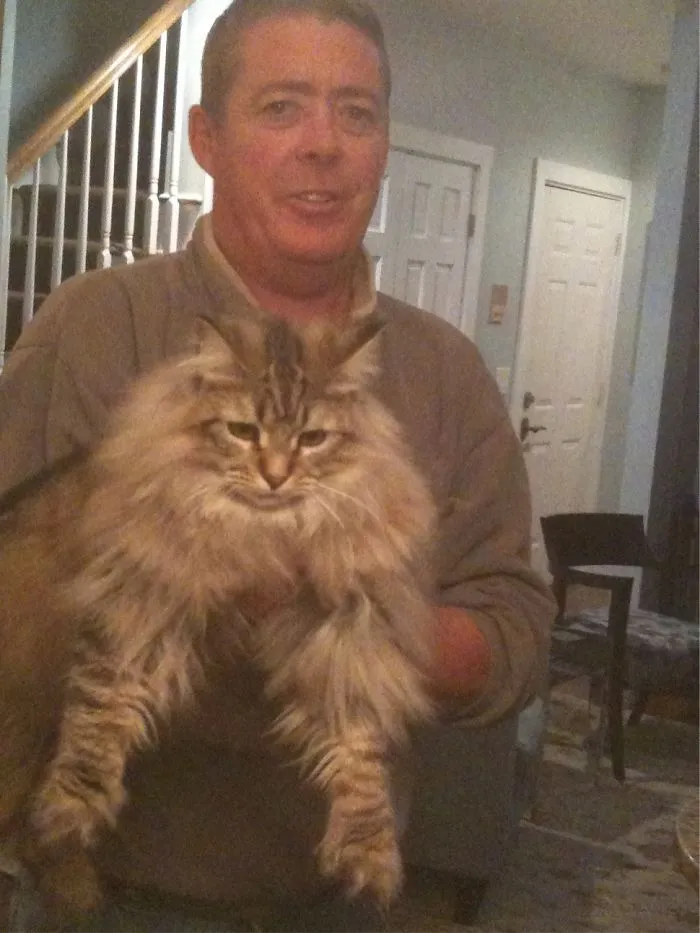 Man holding a large Maine Coon cat indoors, showcasing the giant kitty with soft, fluffy fur and gentle expression.