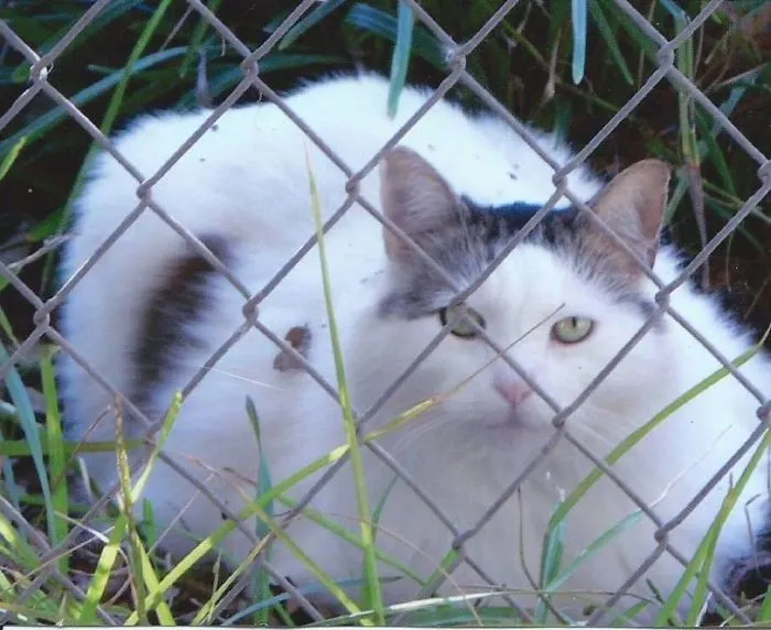White and brown Maine Coon cat with soft fur resting behind a chain-link fence in green grass outdoors.