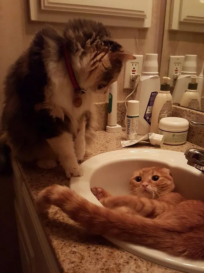 150 Cats Who Immediately Regretted Their Poor Life Choices