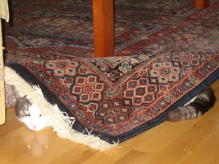150 Cats Who Immediately Regretted Their Poor Life Choices