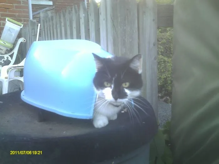 150 Cats Who Immediately Regretted Their Poor Life Choices