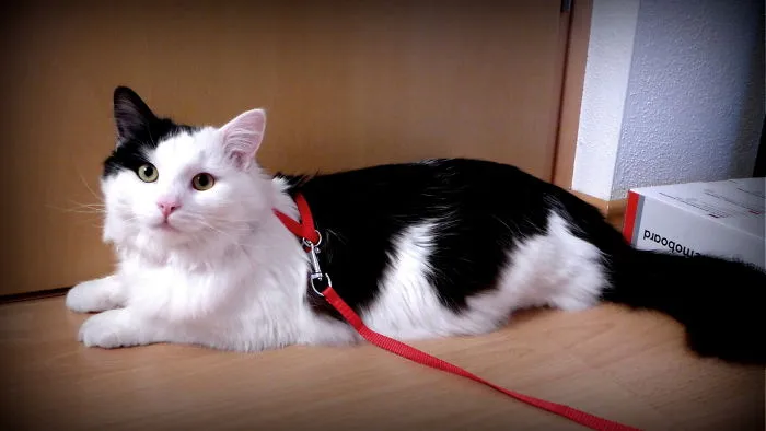 Black and white Maine Coon cat with a red leash lying on a wooden floor near a closed door indoors.