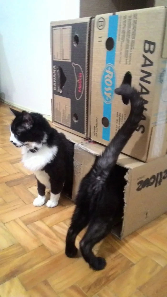 150 Cats Who Immediately Regretted Their Poor Life Choices