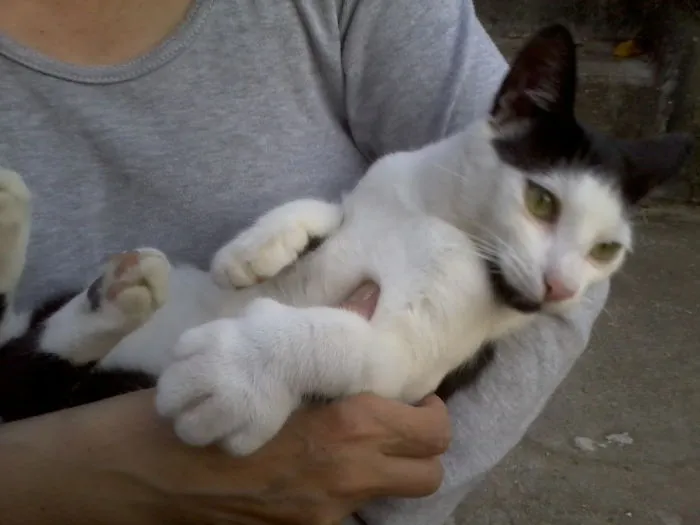 Sylvester After Loosing His First Fight With A Bee