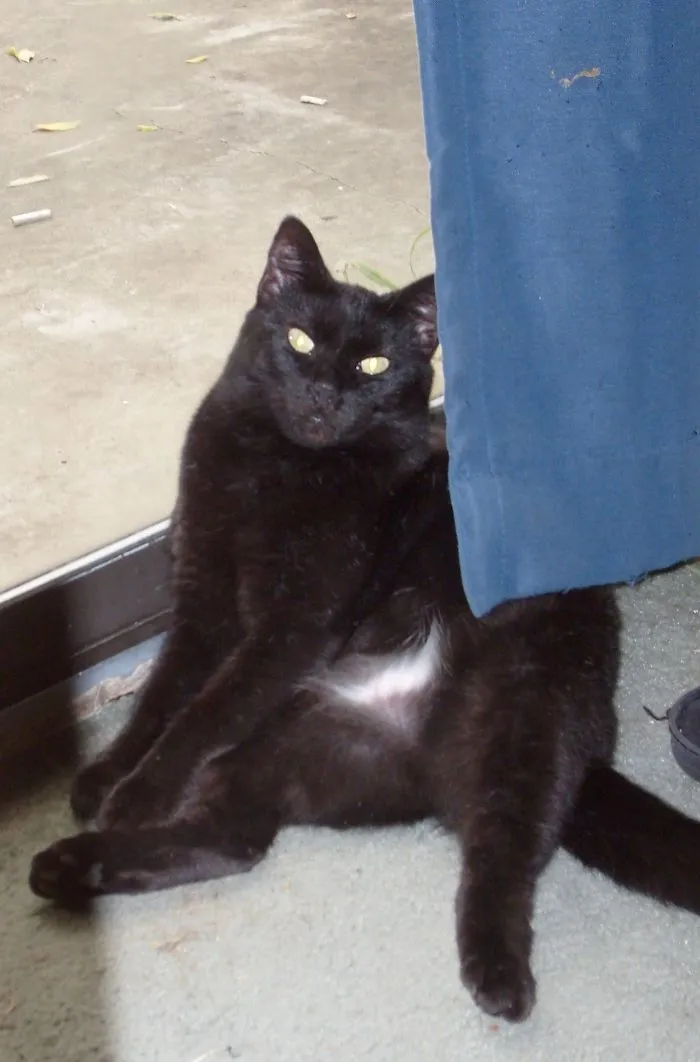 150 Cats Who Immediately Regretted Their Poor Life Choices