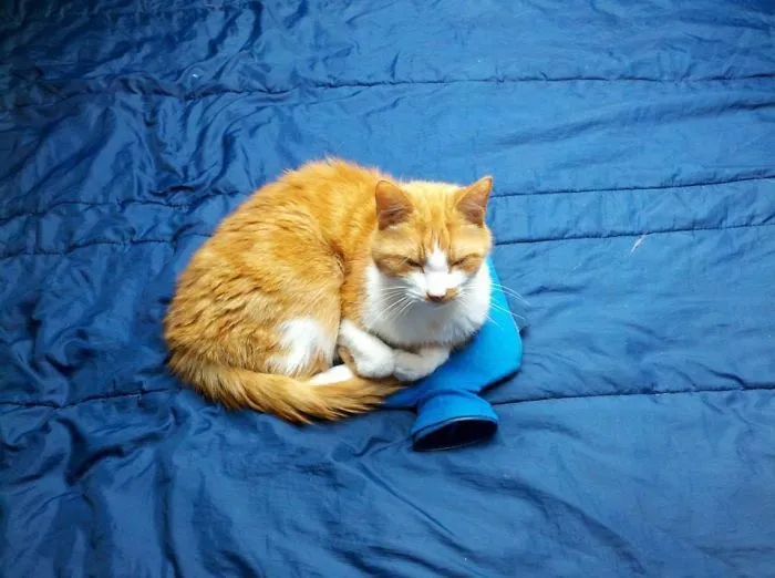 150 Cats Who Immediately Regretted Their Poor Life Choices