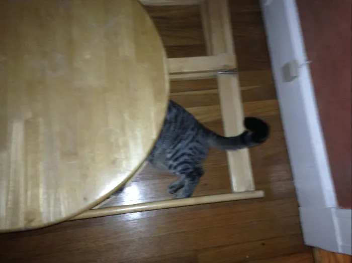 150 Cats Who Immediately Regretted Their Poor Life Choices