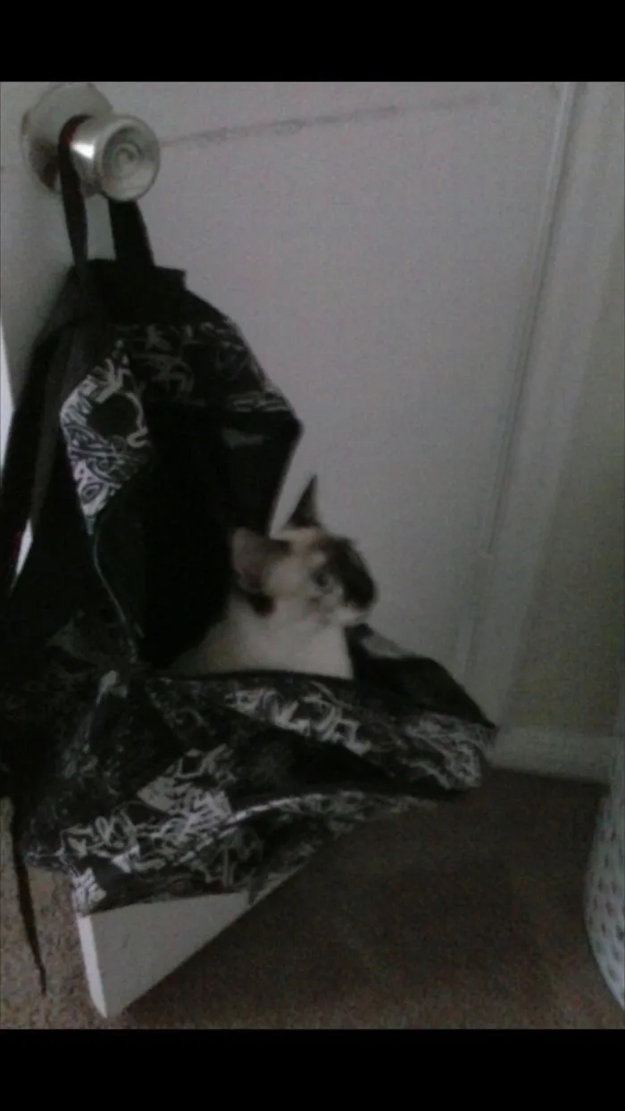 150 Cats Who Immediately Regretted Their Poor Life Choices