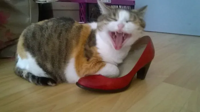 150 Cats Who Immediately Regretted Their Poor Life Choices