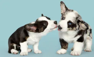 What’s Cuter Than Photographs Of Just One Dog? Photographs Of Two Dogs!