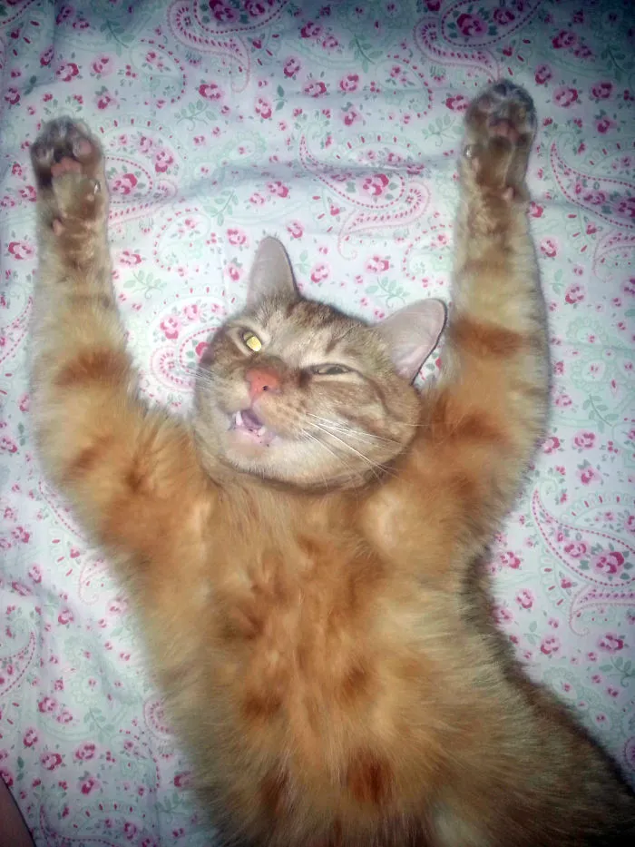161 Cats Who Immediately Regretted Their Poor Life Choices