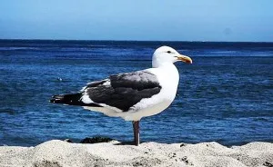 A State Of Awesomeness: When Animals Become Models