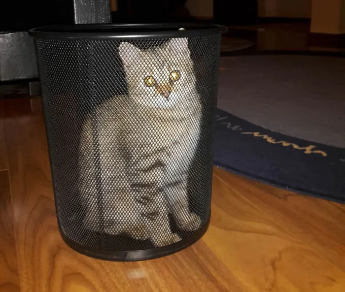 150 Cats Who Immediately Regretted Their Poor Life Choices