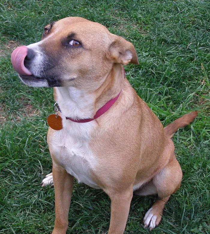After This Everyone Will Want To Adopt A Australia Cattle Dog !