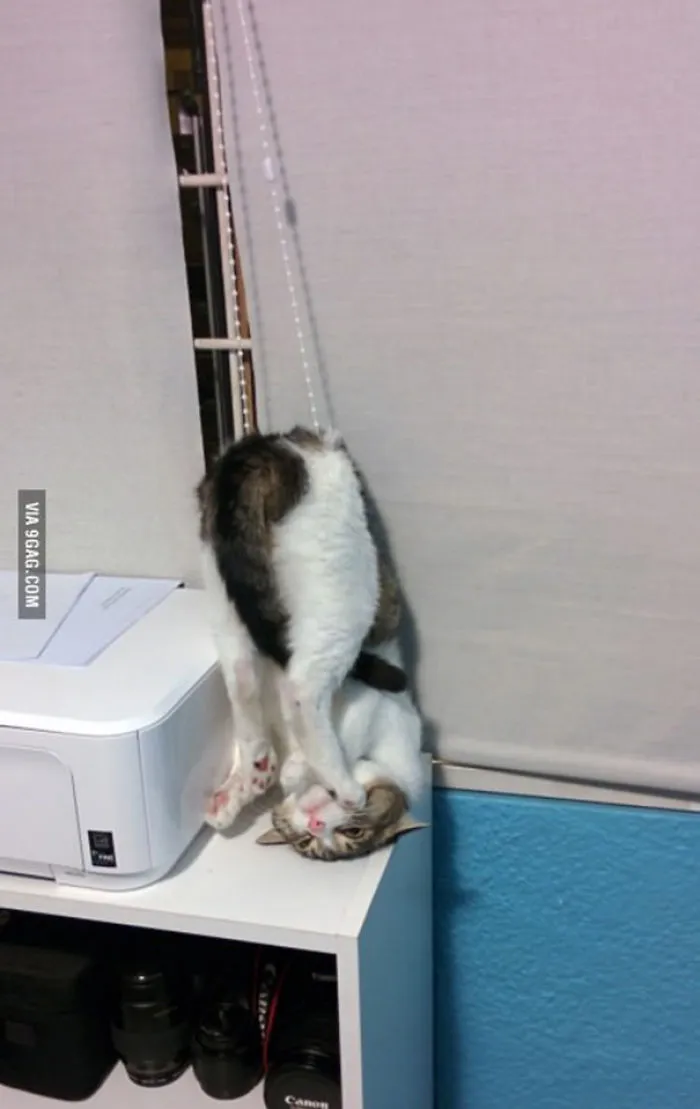 150 Cats Who Immediately Regretted Their Poor Life Choices