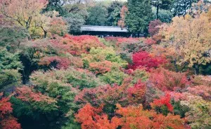 An Autumn Tale In Kyoto, Japan