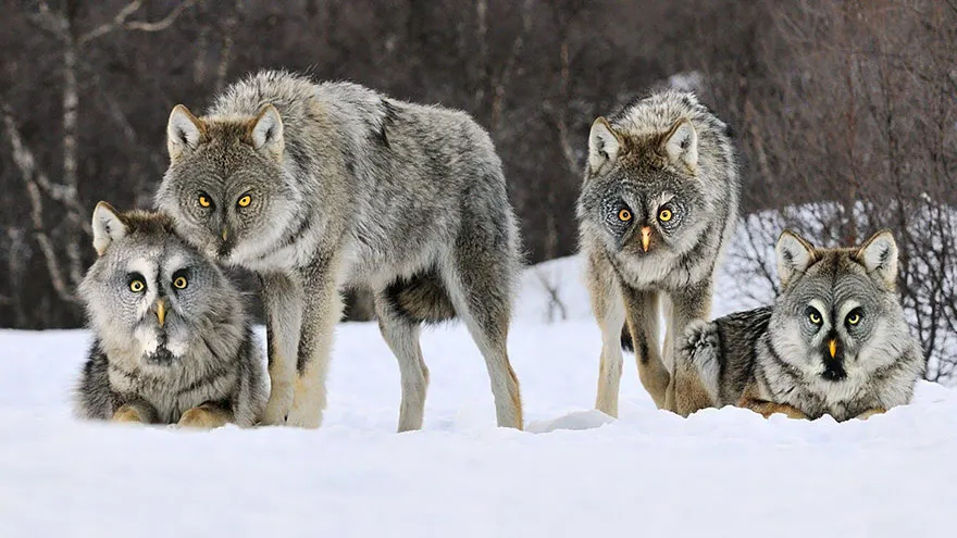 Strange animal hybrid of wolves with owl faces in snowy landscape.
