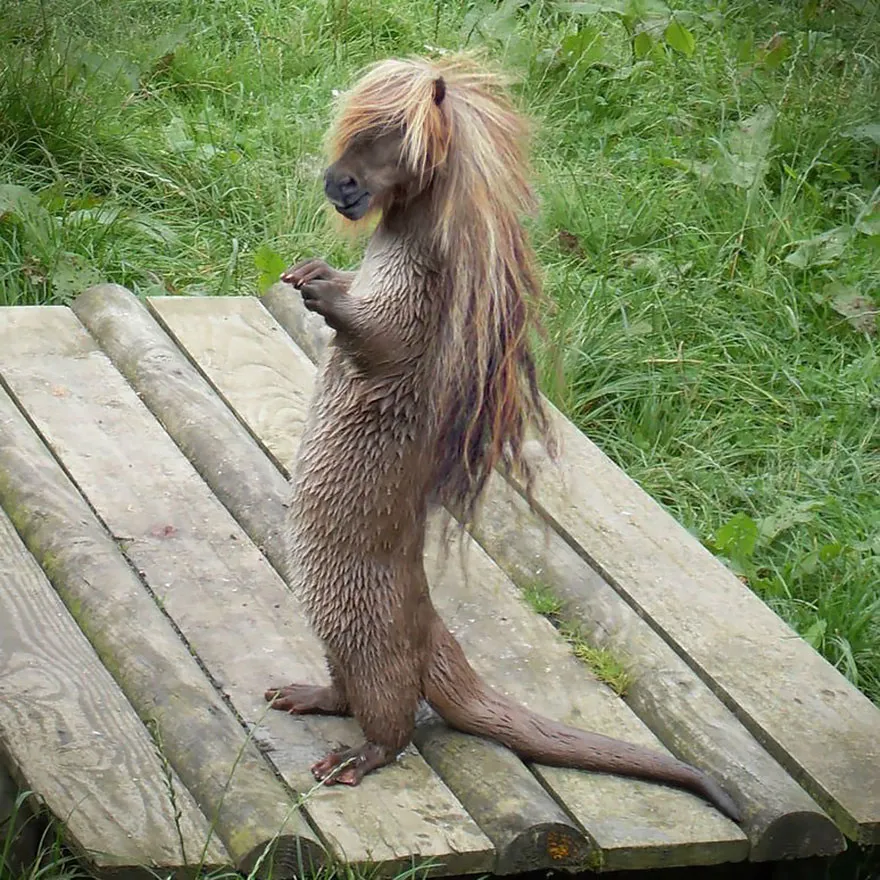 Photoshopped animal hybrid combining features of a horse and an otter, standing on a wooden platform outdoors.