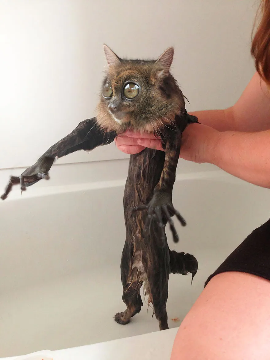 Catarsier