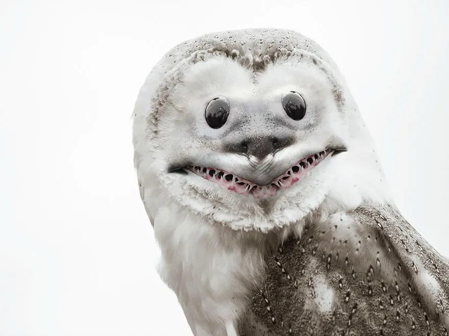 Strange animal hybrid with features of an owl and shark, digitally created in Photoshop.