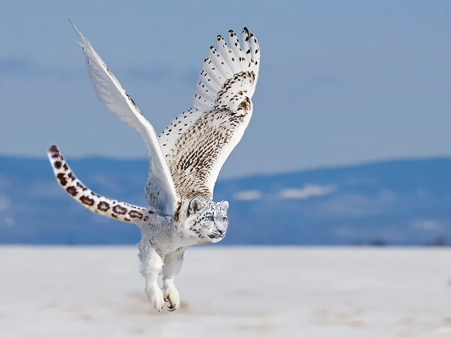 The Snowy Owlpard
