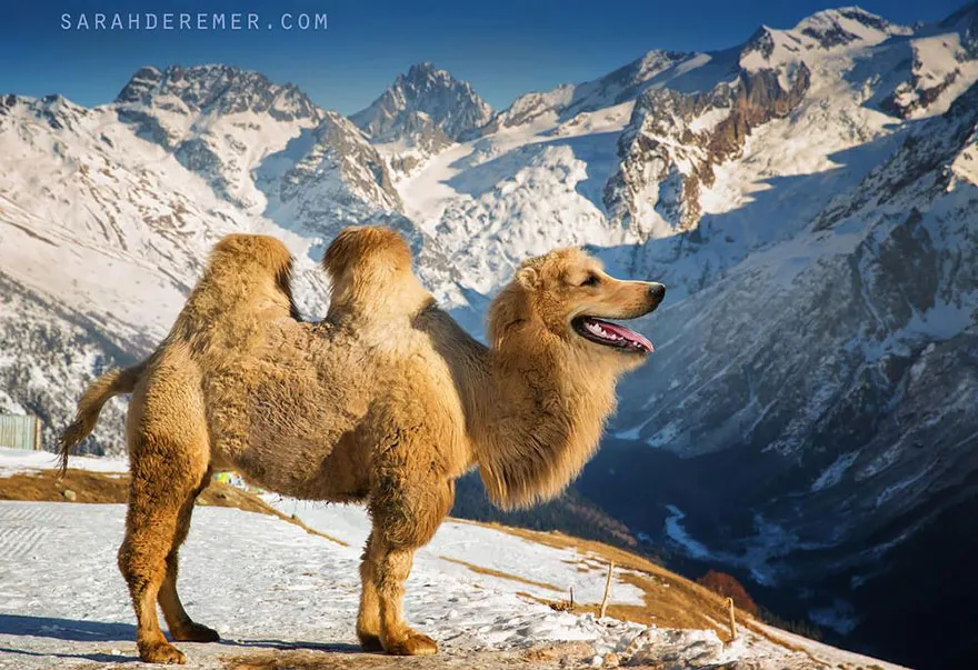 The Golden Camel