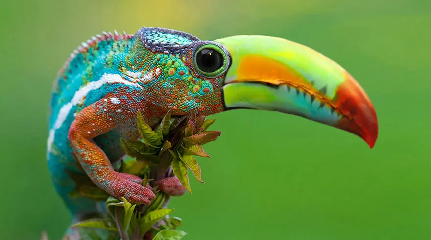 Toucameleon
