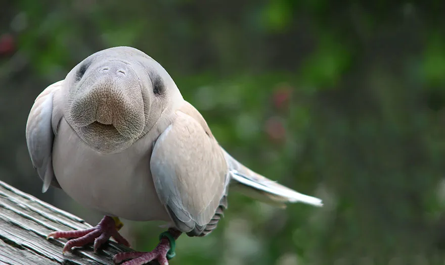 Photoshopped animal hybrid with a bird body and unusual head, perching outdoors.