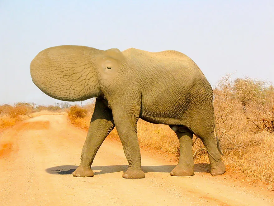 Strange animal hybrid in Photoshop, featuring an elephant's body and an octopus's head walking on a dirt path.