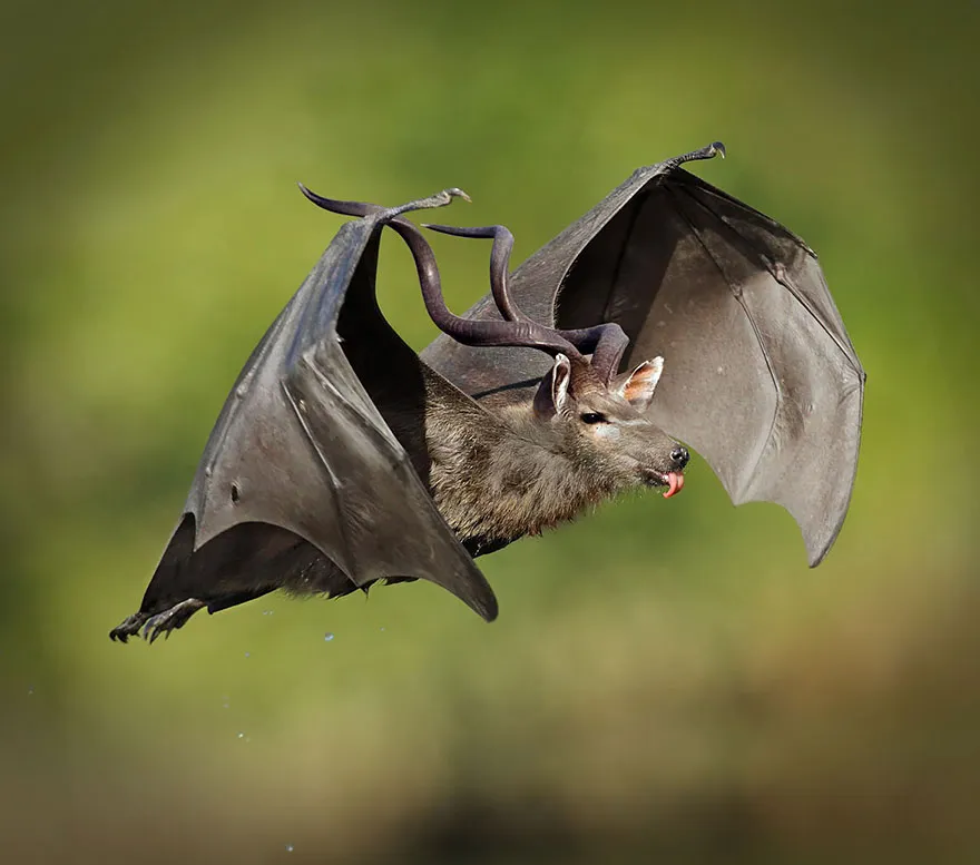A Photoshopped strange animal hybrid of a bat and a deer flying with antlers.