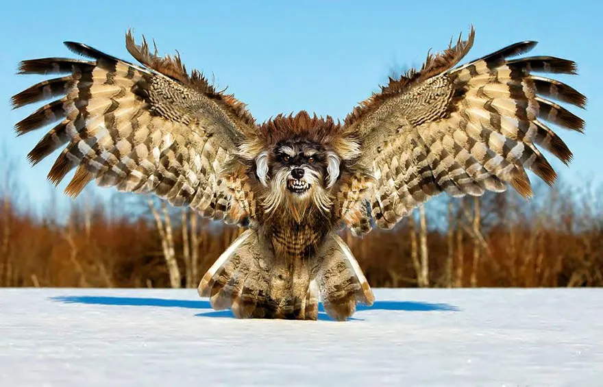 Strange animal hybrid featuring a dog's head on an owl's body in a snowy landscape.