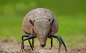 49 Strange Animal Hybrids Bred In Photoshop
