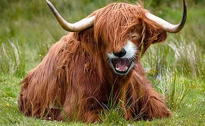 49 Strange Animal Hybrids Bred In Photoshop