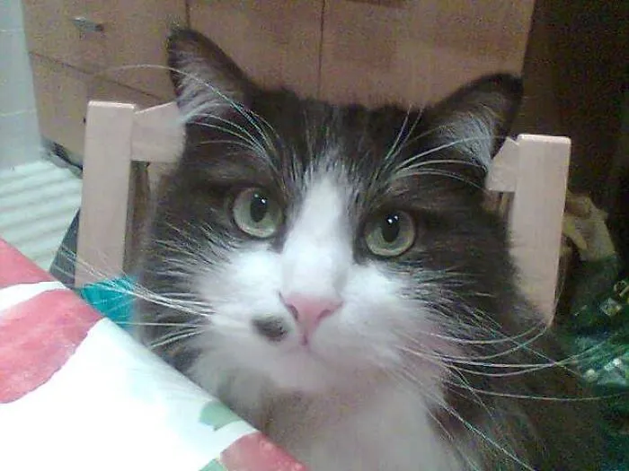 Close-up of a Maine Coon cat with soft fur and expressive eyes, showcasing the giant kitties gentle character.