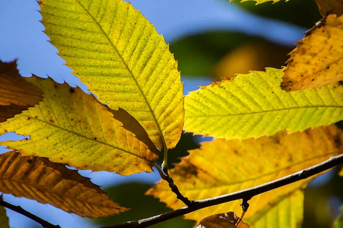 Autumn